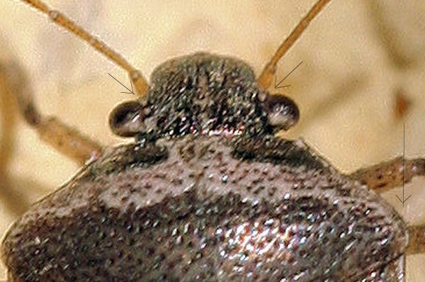 Pentatomidae ?  S, Eysarcoris ventralis